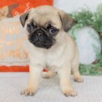 🐾 Adorable Male Pug Puppy for Adoption | Meet Monty Today 🐶 - Image 4