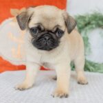 🐾 Adorable Male Pug Puppy for Adoption | Meet Monty Today 🐶 - Image 3
