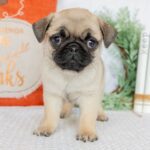 🐾 Adorable Male Pug Puppy for Adoption | Meet Monty Today 🐶 - Image 2