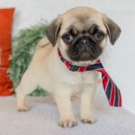 🐾 Male Pug Puppy for Adoption – Meet Magnus 🐶 - Image 4