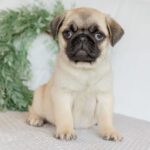 🐾 Male Pug Puppy for Adoption – Meet Magnus 🐶