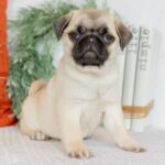 🐾 Male Pug Puppy for Adoption – Meet Magnus 🐶 - Image 2