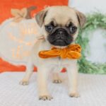 🐾 Female Pug Puppy for Adoption – Meet Millie 🐶 | 12 Weeks Old