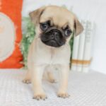 🐾 Female Pug Puppy for Adoption – Meet Millie 🐶 | 12 Weeks Old - Image 4