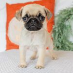 🐾 Female Pug Puppy for Adoption – Meet Millie 🐶 | 12 Weeks Old - Image 3