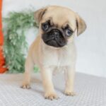 🐾 Female Pug Puppy for Adoption – Meet Millie 🐶 | 12 Weeks Old - Image 2