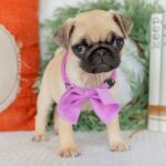 Adorable Female Pug Puppy for Adoption | Meet Molly Today