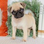 🐾 Adorable Female Pug Puppy for Adoption | Meet Molly Today 🐶 - Image 4