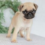 🐾 Adorable Female Pug Puppy for Adoption | Meet Molly Today 🐶 - Image 3
