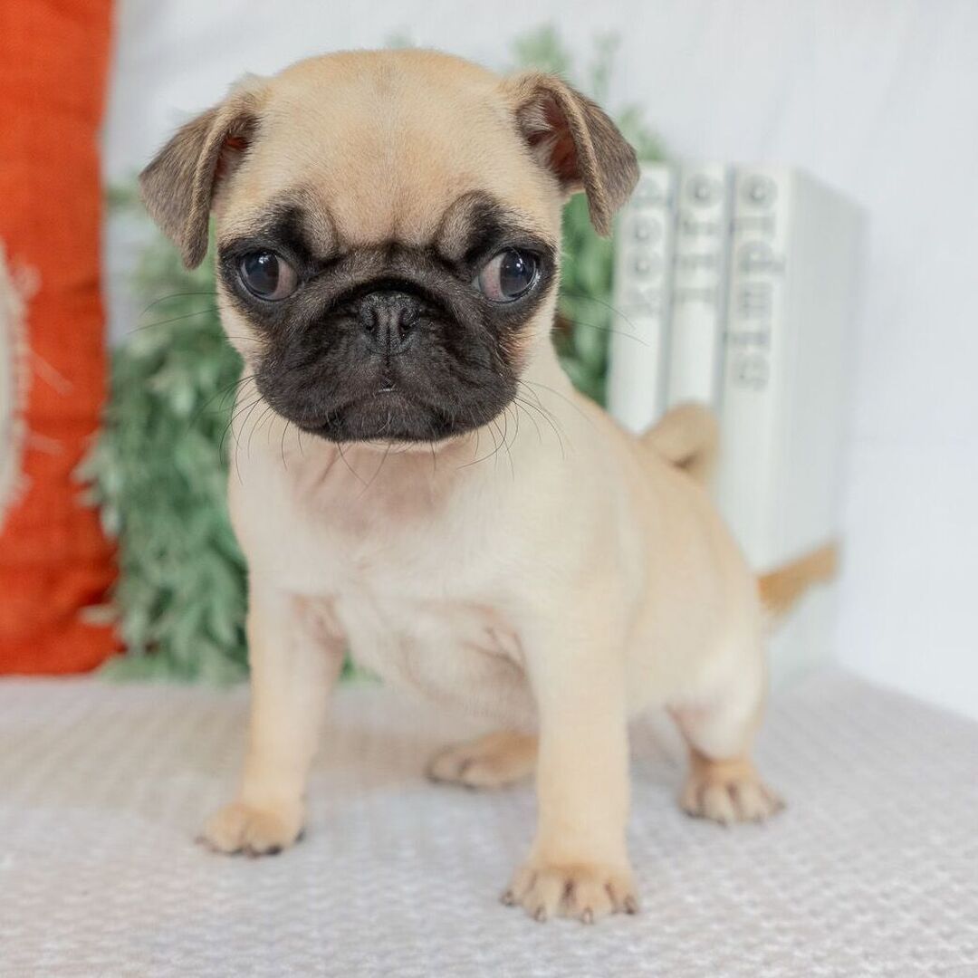 πΎ Adorable Female Pug Puppy for Adoption | Meet Molly Today πΆ - Image 2