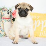🐾 Male Pug Puppy for Adoption – Meet Dash 🐶 | 19 Weeks Old