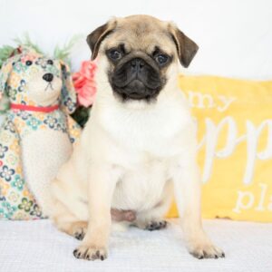 🐾 Male Pug Puppy for Adoption – Meet Dash 🐶 | 19 Weeks Old