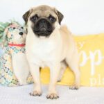 🐾 Male Pug Puppy for Adoption – Meet Dash 🐶 | 19 Weeks Old - Image 4