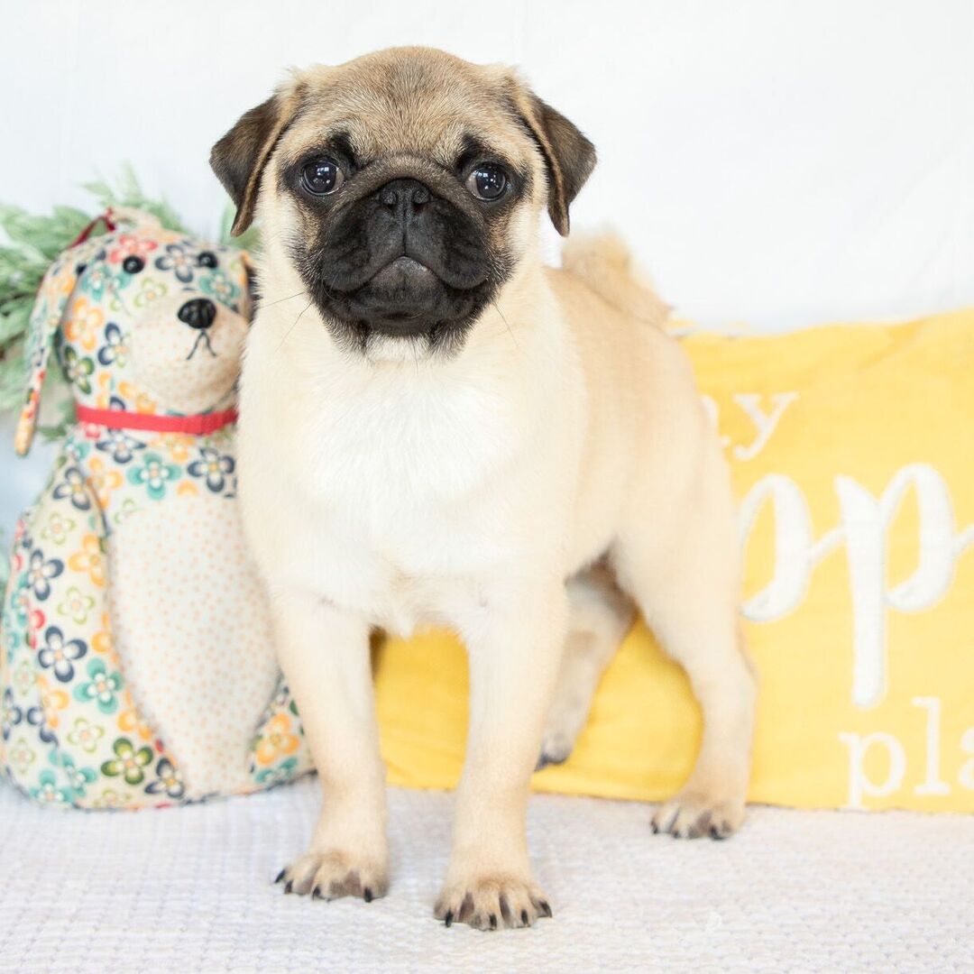 ๐พ Male Pug Puppy for Adoption โ Meet Dash ๐ถ | 19 Weeks Old - Image 4