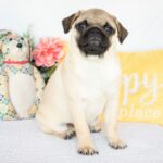 🐾 Male Pug Puppy for Adoption – Meet Dash 🐶 | 19 Weeks Old - Image 2