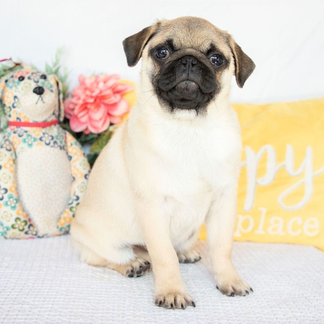 ๐พ Male Pug Puppy for Adoption โ Meet Dash ๐ถ | 19 Weeks Old - Image 2