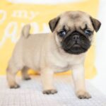 🐾 Playful Male Pug Puppy for Adoption – Meet Dallas 🐶 - Image 4