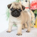 🐾 Playful Male Pug Puppy for Adoption – Meet Dallas 🐶 - Image 3