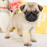 🐾 Playful Male Pug Puppy for Adoption – Meet Dallas 🐶 - Image 2