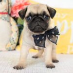 Adorable Female Pug Puppy for Adoption – Meet Destiny Today