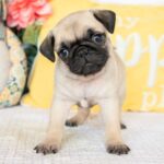 🐾 Adorable Female Pug Puppy for Adoption – Meet Destiny Today 🐶 - Image 4