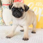 🐾 Adorable Female Pug Puppy for Adoption – Meet Destiny Today 🐶 - Image 3