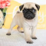 🐾 Adorable Female Pug Puppy for Adoption – Meet Destiny Today 🐶 - Image 2