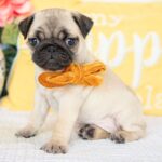 🐾 Female Pug Puppy for Adoption – Meet Diva 🐶