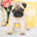 🐾 Female Pug Puppy for Adoption – Meet Diva 🐶 - Image 4