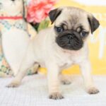 🐾 Female Pug Puppy for Adoption – Meet Diva 🐶 - Image 2