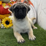 🐾 Female Pug Puppy for Adoption – Meet Fairy 🐶