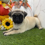 🐾 Female Pug Puppy for Adoption – Meet Fairy 🐶 - Image 3