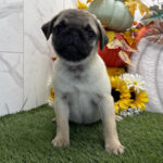 🐾 Female Pug Puppy for Adoption – Meet Kirby 🐶 - Image 3