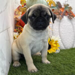 Male Pug Puppy for Adoption