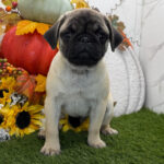 🐶 Charming Male Pug Puppy for Adoption – Meet Stormy Today! 🐾 - Image 3