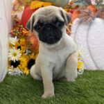 🐶 Irresistible Female Pug Puppy for Adoption – Meet Latte Today! 🐾 - Image 2