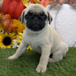 🐶 Irresistible Female Pug Puppy for Adoption – Meet Latte Today! 🐾 - Image 3