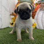 🐾 Adorable Female Pug Puppy for Adoption New York – Meet Chai Today 🐶 - Image 3