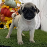 🐾 Adorable Female Pug Puppy for Adoption New York – Meet Chai Today 🐶 - Image 4