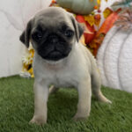 🐾 Adorable Female Pug Puppy for Adoption New York – Meet Chai Today 🐶 - Image 2