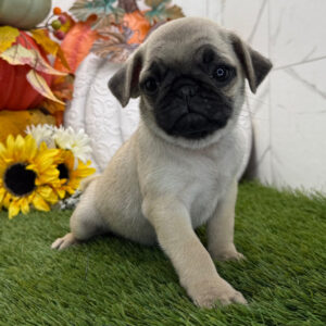 Adorable Female Pug Puppy for Adoption New York – Meet Chai Today