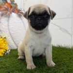🐾 Female Pug Puppy for Adoption – Meet Cinnamon 🐶 - Image 2