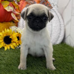 🐾 Female Pug Puppy for Adoption – Meet Cinnamon 🐶