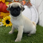 🐾 Female Pug Puppy for Adoption – Meet Cinnamon 🐶 - Image 3