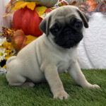 ๐พ Healthy and Adorable Male Pug Puppy for Adoption โ Meet Pumpkin ๐๐ถ - Image 2