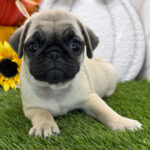male Pug puppy for adoption