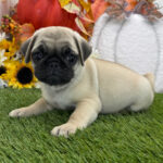 ๐พ Healthy and Adorable Male Pug Puppy for Adoption โ Meet Pumpkin ๐๐ถ - Image 3
