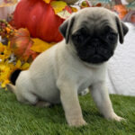 🐾 Female Pug Puppy for Adoption – Meet Ginger 🐶 - Image 2