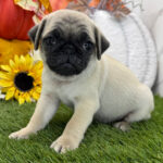 🐾 Female Pug Puppy for Adoption – Meet Ginger 🐶 - Image 3
