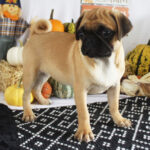 🐾 Female Pug Puppy for Adoption – Meet Annie 🐶